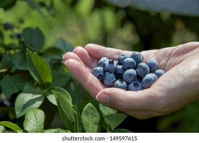 Woman Presenting Blueberries In Hand