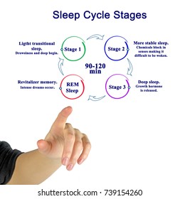 Woman Presenting Sleep Cycle Stages