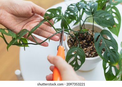 Woman propagating Adanson's monstera plant from leaf cutting in water. Water propagation for indoor plants. - Shutterstock ID 2097353221