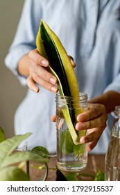 Woman Propagating Snake Plant From Leaf Cutting In Water. Water Propagation For Indoor Plants.