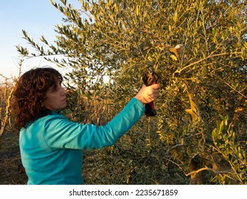 Woman pruning with electric scissors an olive tree plantation at sunset. Agriculture concept. - Powered by Shutterstock