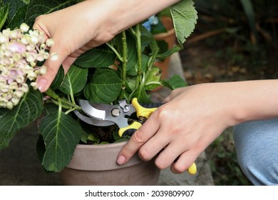 Woman Pruning Hortensia Plant With Shears Outdoors, Closeup