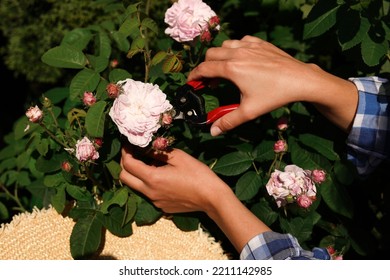 Woman Pruning Rose Bush Outdoors, Closeup View