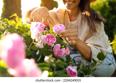 Woman Pruning Tea Rose Bush In Garden, Closeup