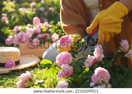 Woman pruning tea rose bush in garden, closeup. Space for text