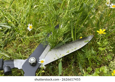 Mujer que poda flores silvestres de la manzanilla con las tijeras del jardín en prado de primavera Jardinería, cosecha herbaria, cuidado de la naturaleza, estilo de vida orgánico, campo floral, actividad al aire libre, agricultura respetuosa del medio ambiente
