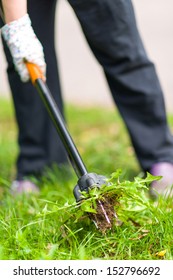 Woman Pulling Weeds Out, Dandelion With A Roots