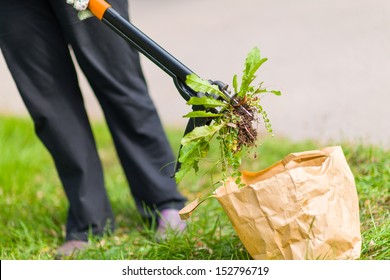 Woman Pulling Weeds Out, Dandelion With A Roots