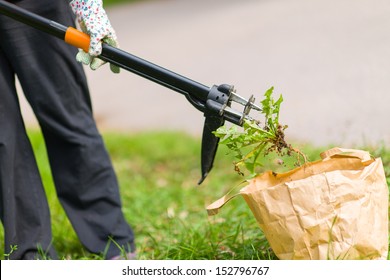 Woman Pulling Weeds Out, Dandelion With A Roots