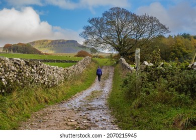 Woman in purple jacket and black trousers walks up Hull Pot and Pen-y-Ghent near to Horton in Ribblesdale in the Yorkshire Dales
