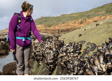 Woman In Purple Sweater Wanders Along Tide Pools at low tide - Powered by Shutterstock