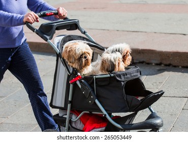 Woman Pushing Three Puppies In Black Pet Stroller At A Park.