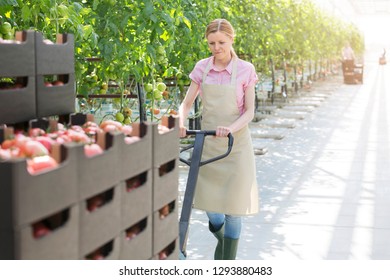 Woman Pushing Tomato Crates On Pallet Jack At Greenhouse