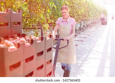 Woman Pushing Tomato Crates On Pallet Jack At Greenhouse