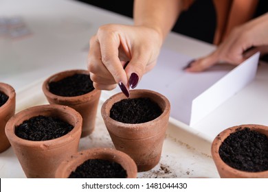 Woman puts little cactus seed from fingers to a terracotta flower pot on the desk. Process of sowing cacti plant from seeds in flower nursery. Close up, selective focus - Shutterstock ID 1481044430