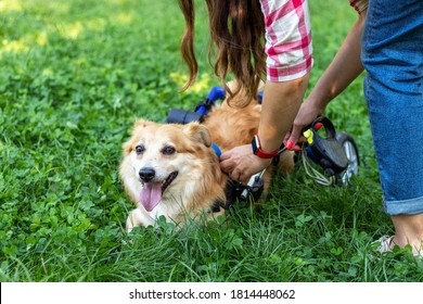 A Woman Puts A Wheelchair On Her Paraplegic Dog.