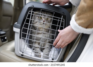 Woman Putting Carrier With Cute Scottish Fold Cat Into Car, Closeup