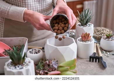Woman putting expanded clay in a pot for Echeveria Succulent rooted cutting Plants planting - Shutterstock ID 2224126101