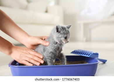 Woman putting her cute British Shorthair kitten in litter box at home, closeup
