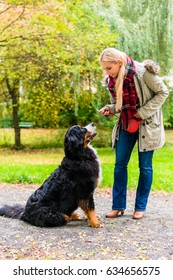 Woman Putting Leash On Dog For A Walk In Autumn Park With Colorful Fall Foliage