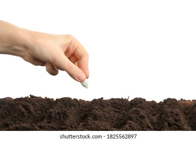 Woman Putting Pumpkin Seed Into Fertile Soil Against White Background, Closeup. Vegetable Planting