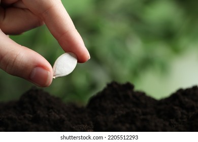 Woman Putting Pumpkin Seed Into Fertile Soil Against Blurred Background, Closeup With Space For Text. Vegetable Planting