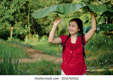 Woman In The Rain, Young Asia Women Was Under A Banana Leaf Taking Shelter From The Rain