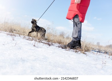 A Woman In A Red Jacket Walks A Dog On A Leash For A Walk. Pets.cute Pets. Winter Walk. Snowfall And Drifts,Healthy Lifestyle.  Wrong Horizon. Selective Focus.