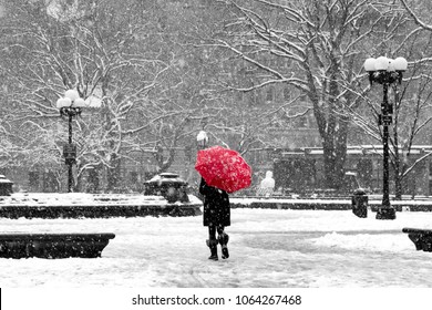 Woman With Red Umbrella Walking Through Black And White Landscape During Nor’easter Snow Storm In Washington Square Park, New York City