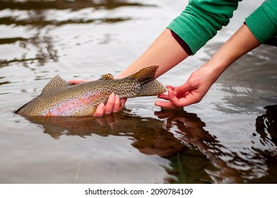 A Woman Releasing A Rainbow Trout Back In The River After Catching It While Fly Fishing In Alberta 