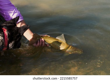 Woman Releasing A Rainbow Trout Caught While Fly Fishing In Alberta While Her Dog Watches Too