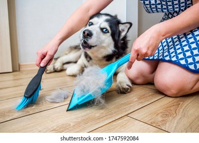 A woman removes dog hair after molting a dog with a dustpan and broom at home. Cleaning dog hair at home. Pet care.