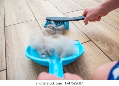 A woman removes dog hair after molting a dog with a dustpan and broom at home. Cleaning dog hair at home. Pet care.