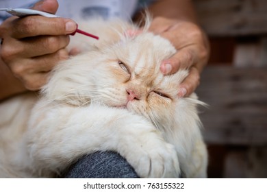 The Woman Is Removing Ear Wax From Cats Cat Ear Cleaning