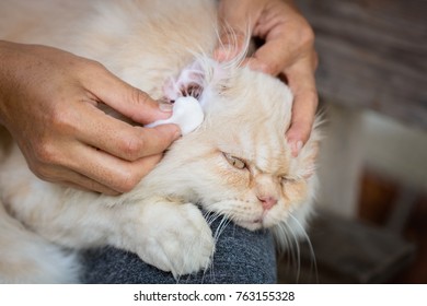 The Woman Is Removing Ear Wax From Cats Cat Ear Cleaning