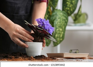 Woman Repotting Fresh Plant At Table