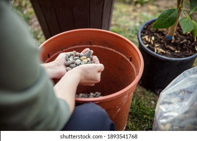 Woman Is Repotting Or Planting A Lemon Tree In A Brown Plastic Pot, Using Gravel Or Grit As Draining Material