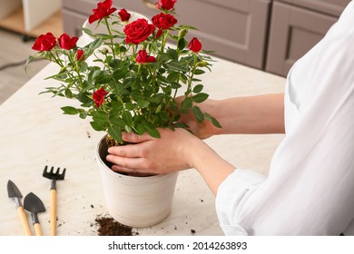 Woman Repotting Rose At Home