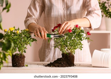 Woman Repotting Rose At Home