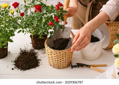 Woman Repotting Rose At Home