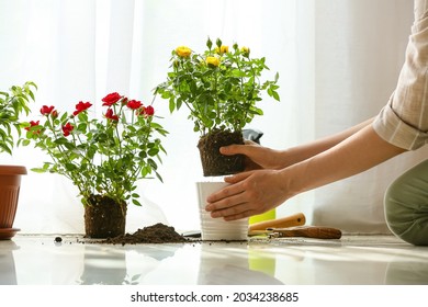 Woman Repotting Rose At Home