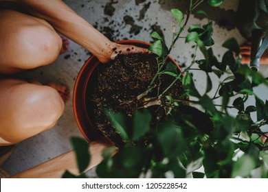 Woman Repotting A Tree