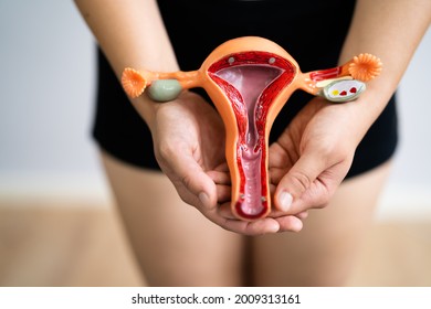 Woman Reproductive System. Vagina And Uterus. Gynecology And Health