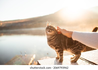 Woman Resting Outdoor In The Nature And Play With Cat