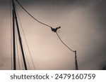 Woman in a reverse bungee attraction, also known as catapult bungee, slingshot, or ejection seat. Medellin, Medellín, Antioquia, Colombia.