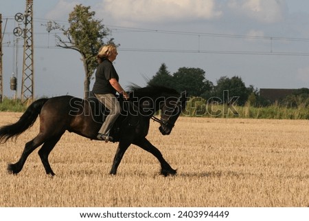 Woman riding friesian horse in fields
