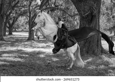 Woman Riding A White Azteca Mare Horse 