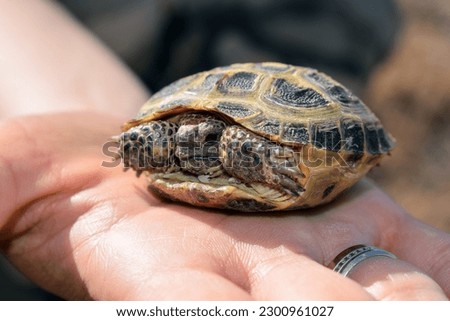 Woman with a ring on finger holds a small steppe tortoise on hand. Small turtle hides inside the shell while lying on a female hand. Central Asian (Afghan) tortoise, also called Horsefield's turtle.
