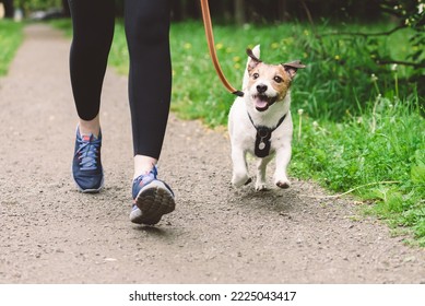 Woman running with dog to workout during morning walk - Shutterstock ID 2225043417
