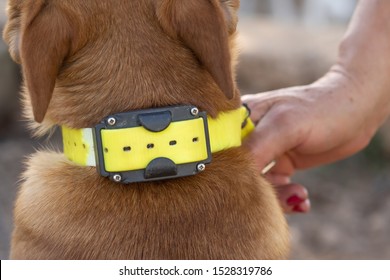 how do dog shock collars work